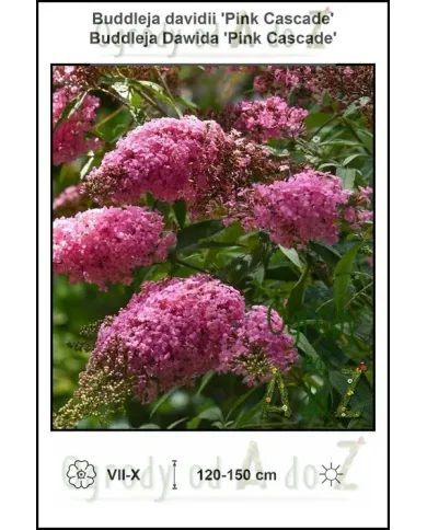 Buddleja-davidii-Pink-Cascade.jpg