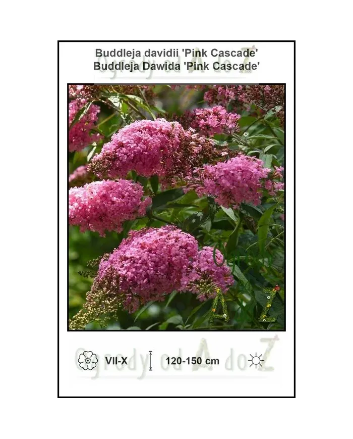 Buddleja-davidii-Pink-Cascade.jpg