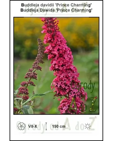 Buddleja-davidii-Prince-Charming.jpg