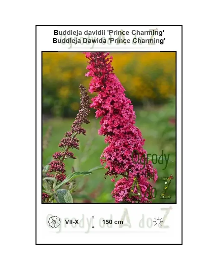 Buddleja-davidii-Prince-Charming.jpg