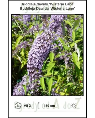 Buddleja-davidii-Wisteria-Lane.jpg