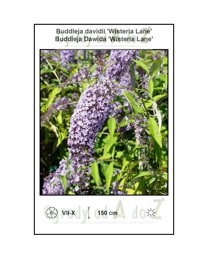Buddleja-davidii-Wisteria-Lane.jpg