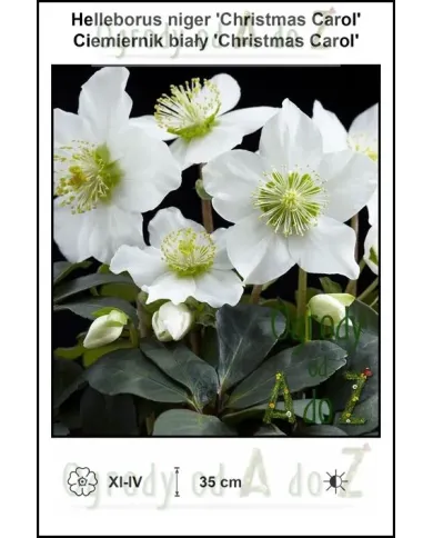 Helleborus-niger-Christmas-Carol.jpg