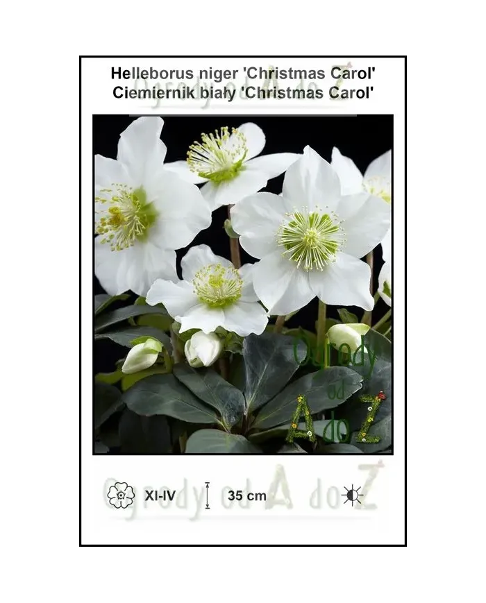 Helleborus-niger-Christmas-Carol.jpg
