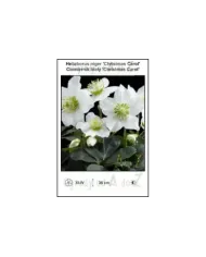 Helleborus-niger-Christmas-Carol.jpg