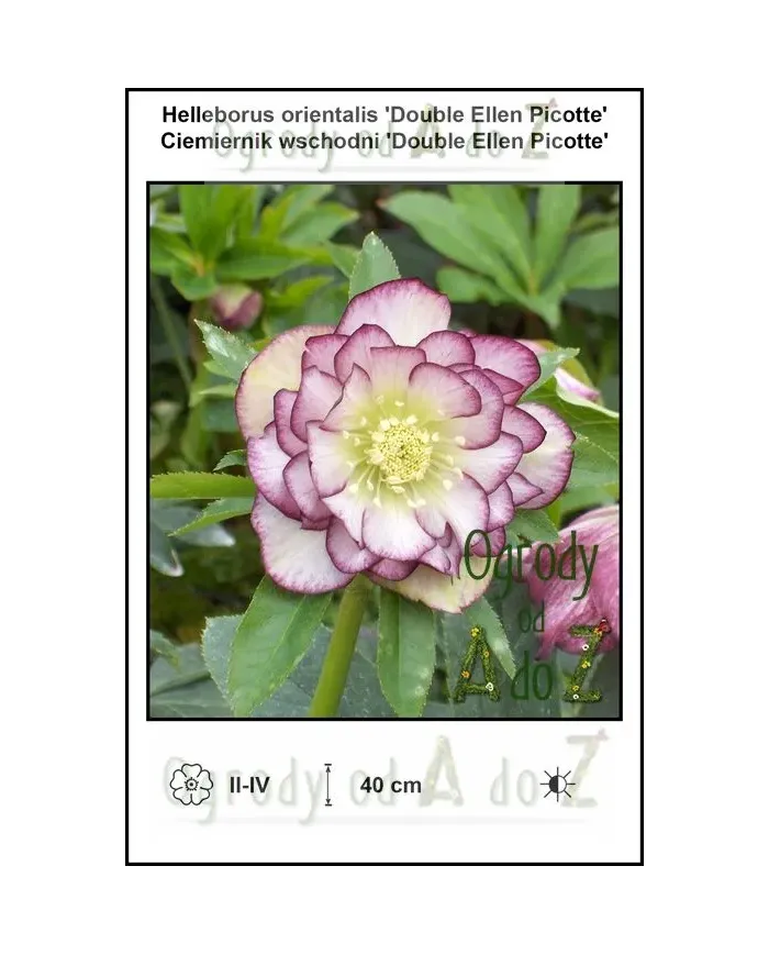 Helleborus-orientalis-Double-Ellen-Picotte.jpg