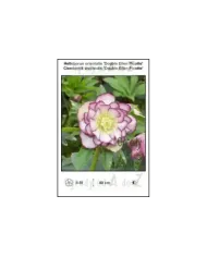 Helleborus-orientalis-Double-Ellen-Picotte.jpg