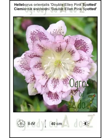 Helleborus-orientalis-Double-Ellen-Pink-Spotted.jpg