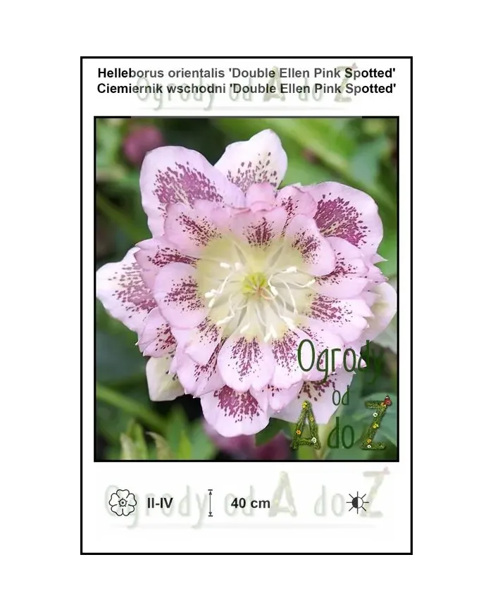 Helleborus-orientalis-Double-Ellen-Pink-Spotted.jpg
