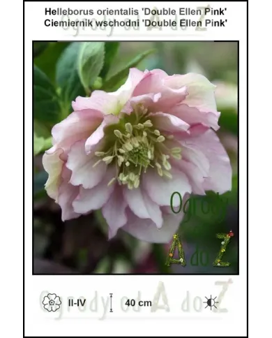 Helleborus-orientalis-Double-Ellen-Pink.jpg