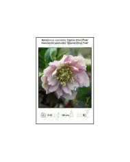Helleborus-orientalis-Double-Ellen-Pink.jpg