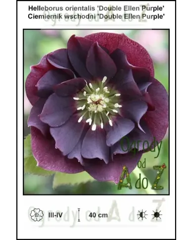 Helleborus-orientalis-Double-Ellen-Purple.jpg