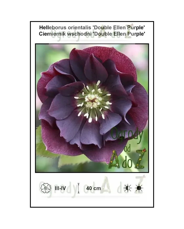 Helleborus-orientalis-Double-Ellen-Purple.jpg