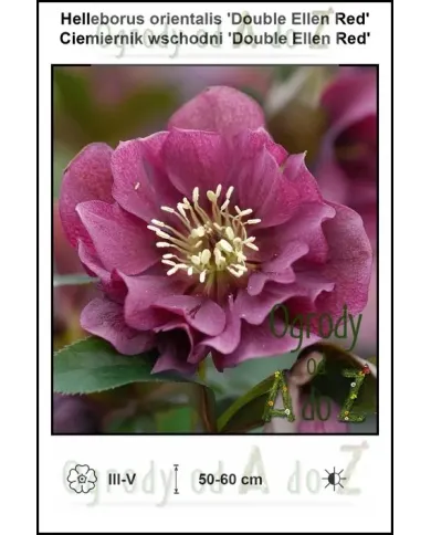 Helleborus-orientalis-Double-Ellen-Red.jpg