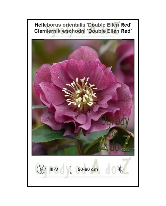 Helleborus-orientalis-Double-Ellen-Red.jpg