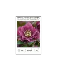 Helleborus-orientalis-Double-Ellen-Red.jpg