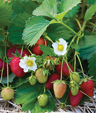 Fragaria ananassa 'Elan'