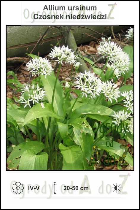 Allium-ursinum.jpg