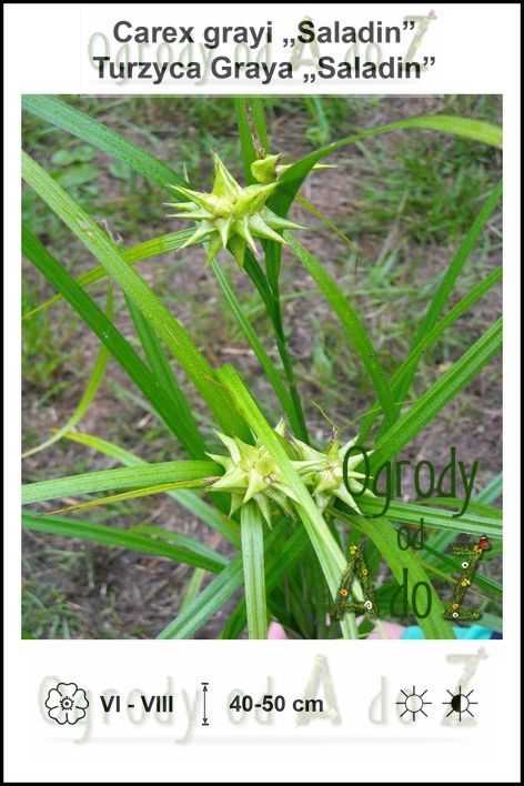 Carex-grayi-Saladin.jpg