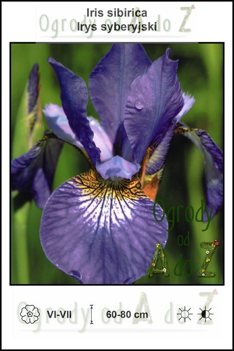 Iris-sibirica-blue.jpg