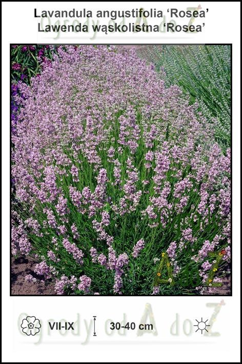 Lavandula-angustifolia-Rosea.jpg