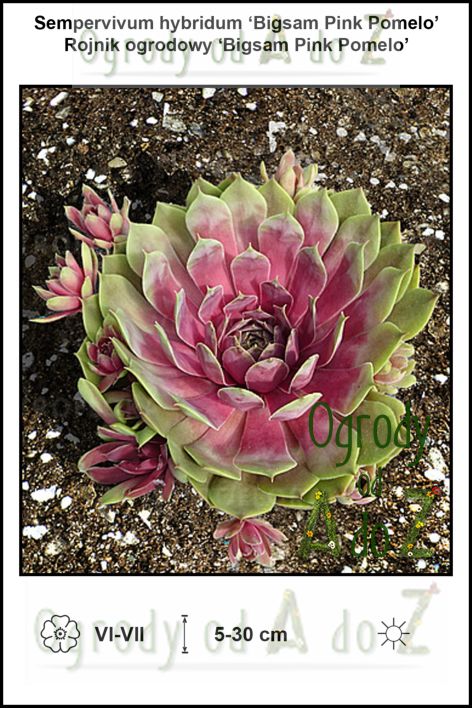 Sempervivum-hybridum-Bigsam-Pink-Pomelo.jpg