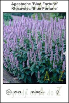 Agastache-Blue-Fortune.jpg