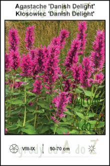 Agastache-Danish-Delight.jpg