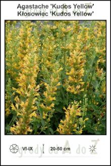 Agastache-Kudos-Yellow.jpg