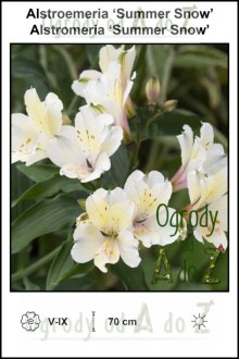 Alstroemeria-Summer-Snow.jpg