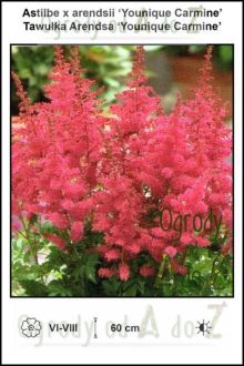 Astilbe-x-arendsii-Younique-Carmine.jpg