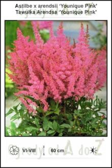 Astilbe-x-arendsii-Younique-Pink.jpg