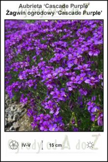 Aubrieta-Cascade-Purple.jpg