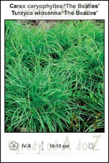 Carex-caryophyllea-The-Beatles.jpg