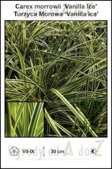Carex-morrowii-‘Vanilla-Ice’.jpg