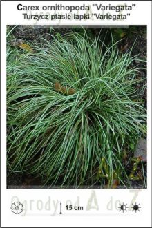 Carex-ornithopoda-Variegata.jpg