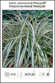 Carex-oshimensis-Maxigold.jpg