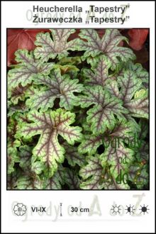 Heucherella-Tapestry.jpg