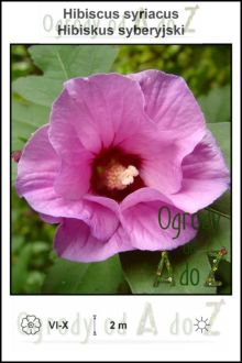 Hibiscus-syriacus-pink.jpg