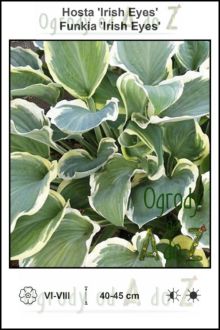 Hosta-Irish-Eyes.jpg