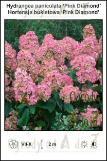 Hydrangea-paniculata-Pink-Diamond.jpg