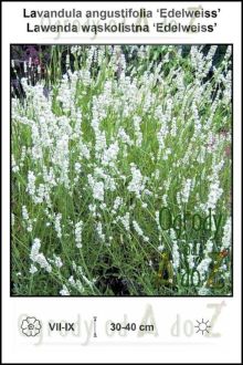 Lavandula-angustifolia-Edelweiss.jpg