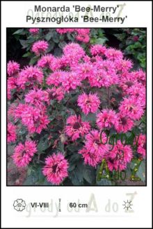 Monarda-Bee-Merry.jpg