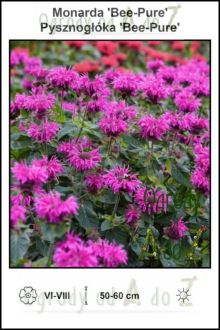 Monarda-Bee-Pure.jpg