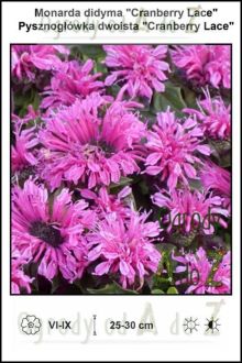 Monarda-didyma-Cranberry-Lace.jpg