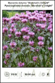 Monarda-didyma-Marshalls-Delight.jpg