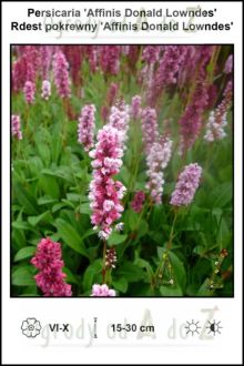 Persicaria-Affinis-Donald-Lowndes.jpg