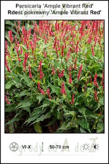 Persicaria-Ample-Vibrant-Red.jpg