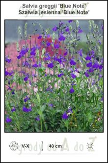 Salvia-greggii-Blue-Note.jpg