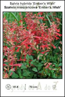 Salvia-hybrida-Embers-Wish.jpg
